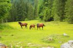 2014-07-05_Laengental-N-Hochweg (374). JPG
